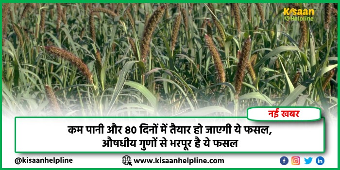 कम पानी और 80 दिनों में तैयार हो जाएगी ये फसल, औषधीय गुणों से भरपूर है ये फसल